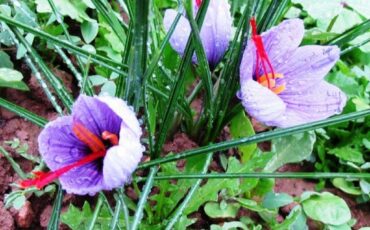 Riad dar taliwint marrakech Saffron flower