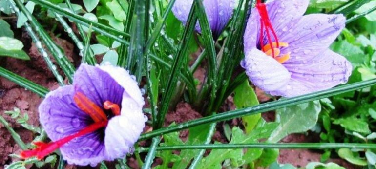 Riad dar taliwint marrakech Saffron flower