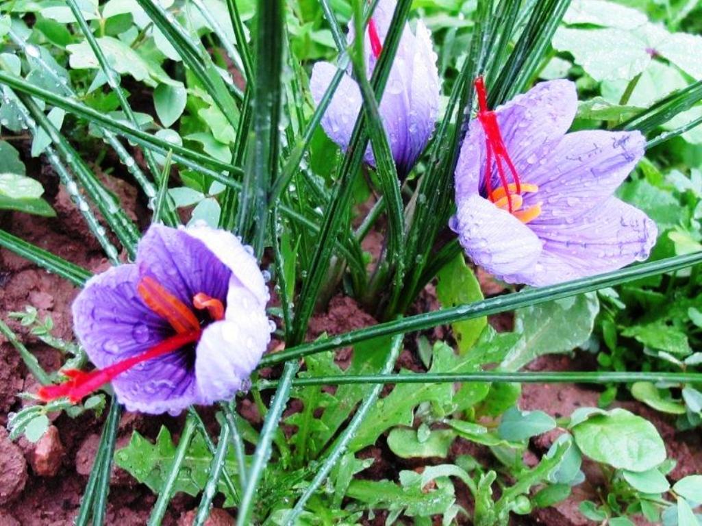 Riad dar taliwint marrakech Saffron flower