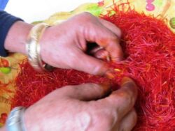 Riad dar taliwint marrakech Saffron pruning