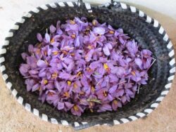 Riad dar taliwint marrakech Safran saffron picking