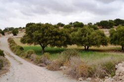 Argan trees Essaouira riad dar taliwint marrakech