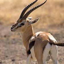 Gazelle riad dar taliwint marrakech
