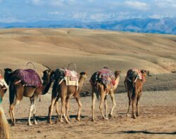 AGAFAY CAMELS DAR TALIWINT MARRAKECH