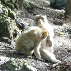 Ouzoud macaques dar taliwint marrakech