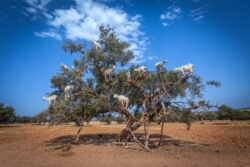 Essaouira argan trees dar taliwint marrakech