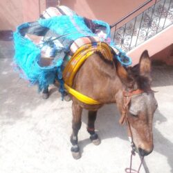 Imlil donkey dar taliwint marrakech