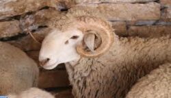 Mouton Boujaâd Maroc Mouton Boujaâd riad dar taliwint marrakech