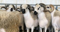 Mouton Sardi Maroc Mouton Sardi riad dar taliwint marrakech