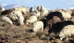 Moutons Siroua Maroc Mouton Siroua riad dar taliwint marrakech