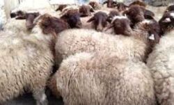 Mouton Marmoucha marrakech dar taliwint Mouton marmoucha dar taliwint marrakech