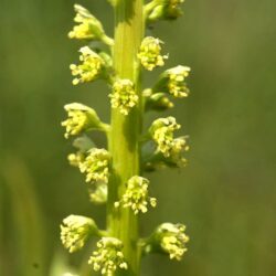 reseda marrakech Réséda dar taliwint marrakech
