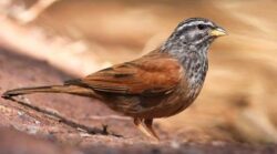 Tibibt Marrakech Dar Taliwint