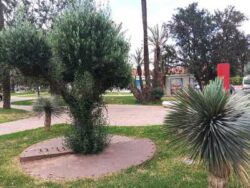 Hassan Bourkia Arbre de vie Dar Taliwint Marrakech